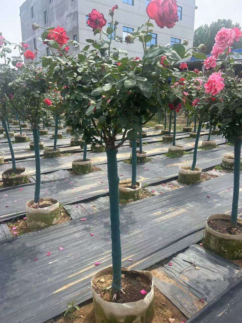 精品地上铂4公分月季树成活率98%