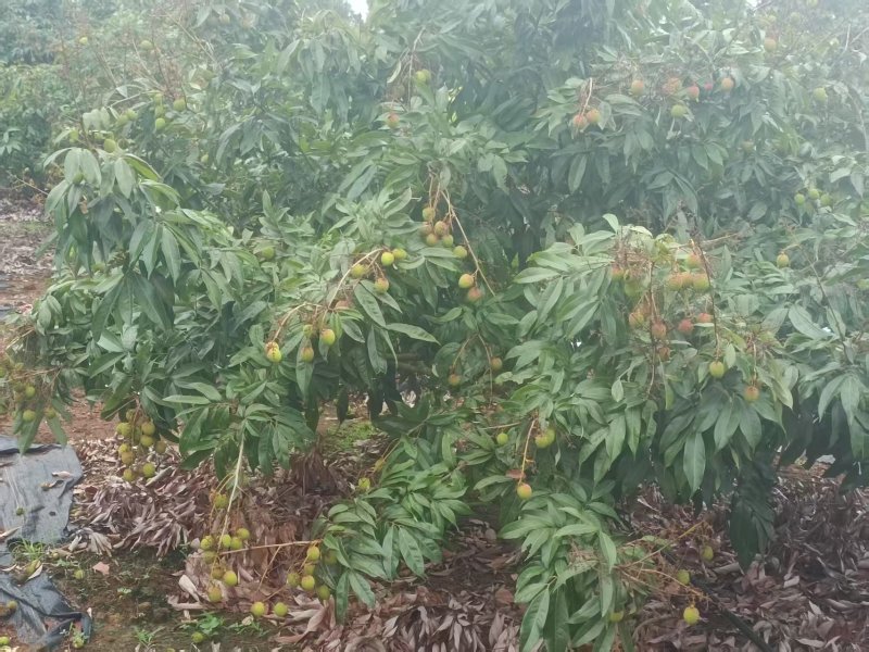 湛江荔枝，早熟清甜不上火，产地对接一手货源。