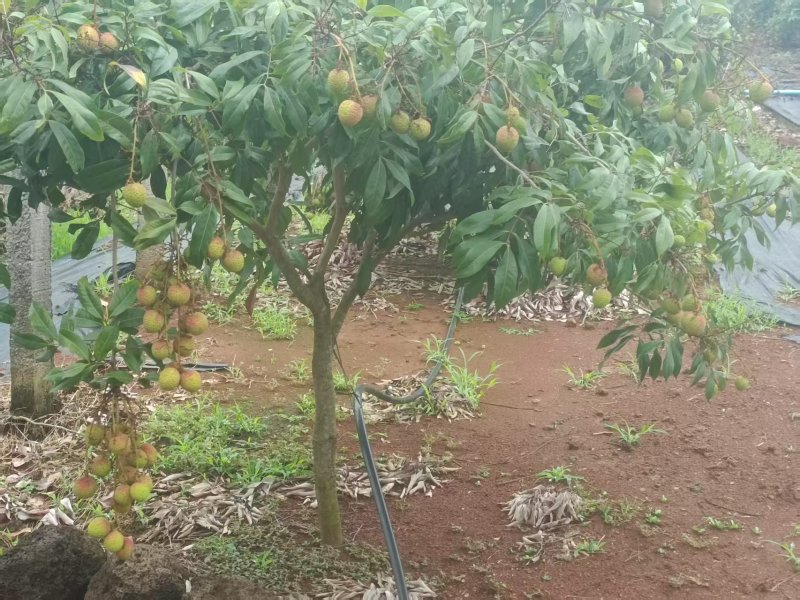 湛江荔枝，早熟清甜不上火，产地对接一手货源。