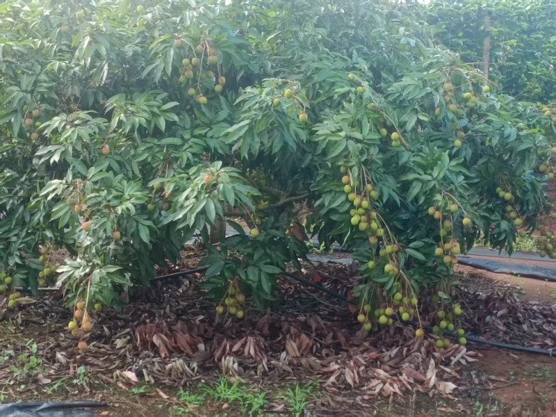 湛江荔枝，早熟清甜不上火，产地对接一手货源。