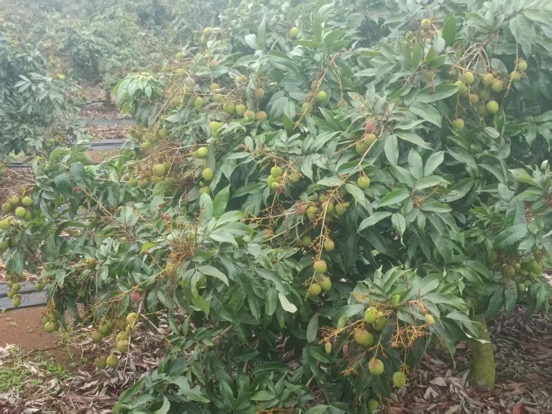 湛江荔枝，早熟清甜不上火，产地对接一手货源。