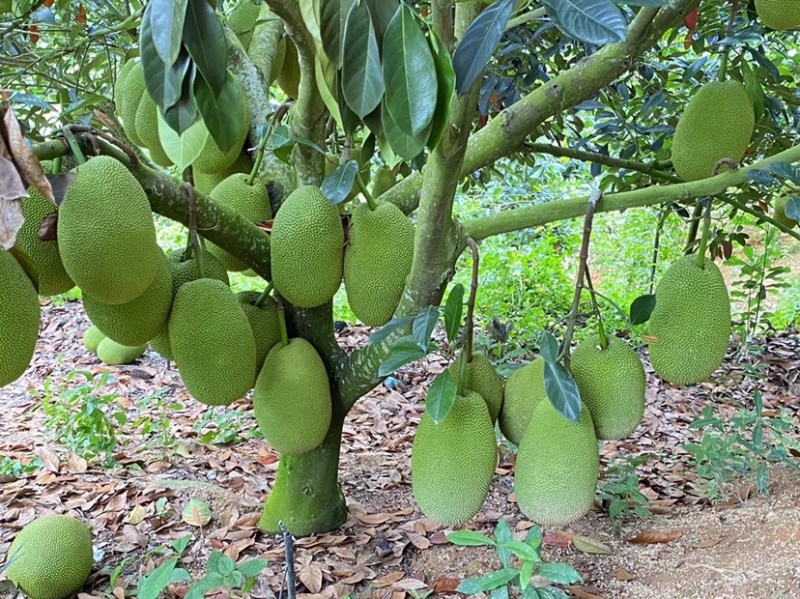 珍珠榴莲蜜
