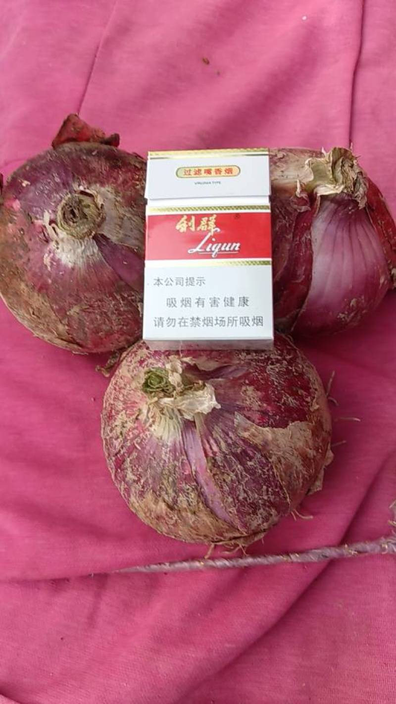 新鲜水果红皮洋葱，个大皮，无小葱，可代装，散装，需要联系5