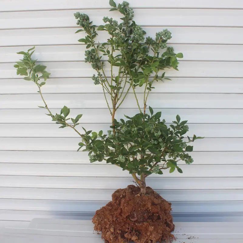 【原土带果发货】正品蓝莓树苗结大果当年结果南北方种植盆栽