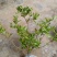【原土带果发货】正品蓝莓树苗结大果当年结果南北方种植盆栽