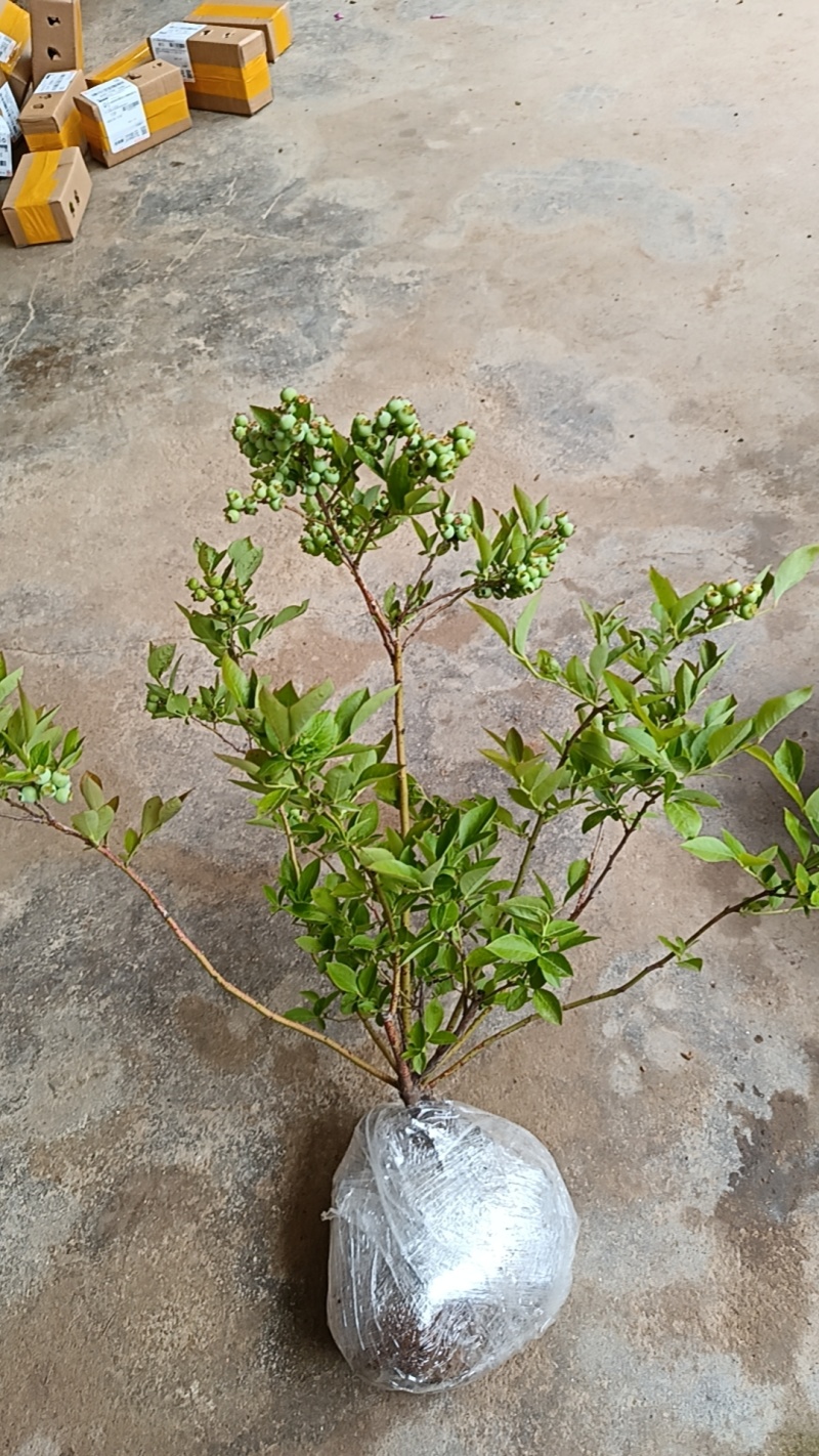【原土带果发货】正品蓝莓树苗结大果当年结果南北方种植盆栽