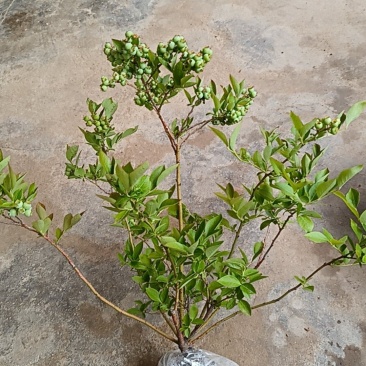 【原土带果发货】正品蓝莓树苗结大果当年结果南北方种植盆栽
