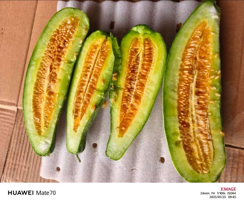 精品羊角蜜农户直发