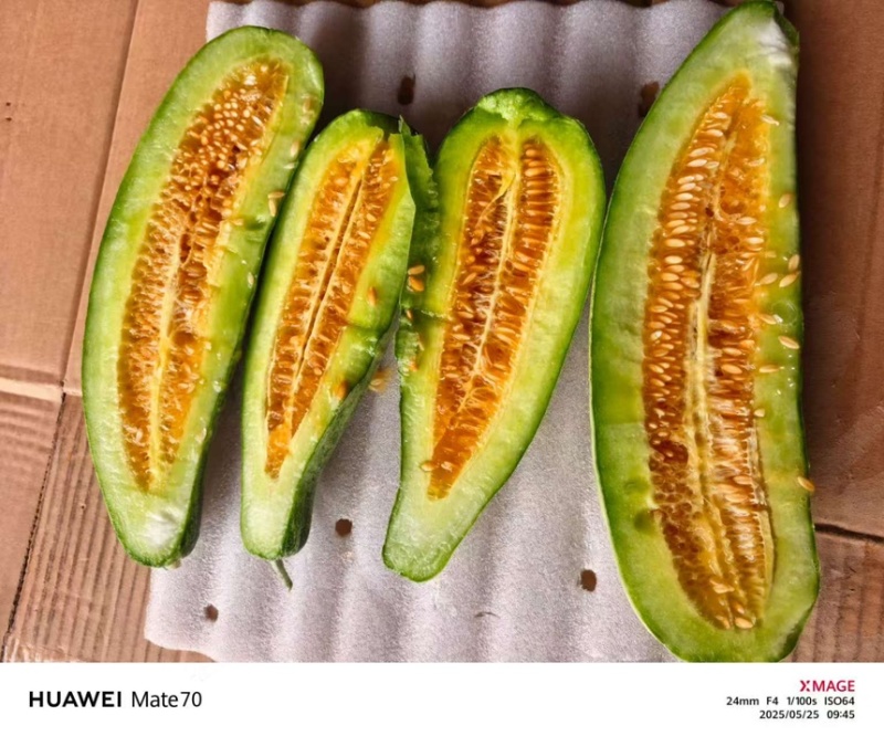 精品羊角蜜农户直发