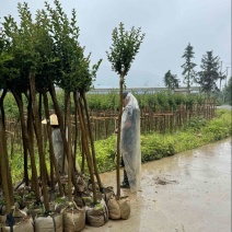 小叶紫薇袋苗基地供应三万棵3-5公分