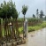 小叶紫薇袋苗基地供应三万棵3-5公分