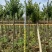 小叶紫薇袋苗基地供应三万棵3-5公分