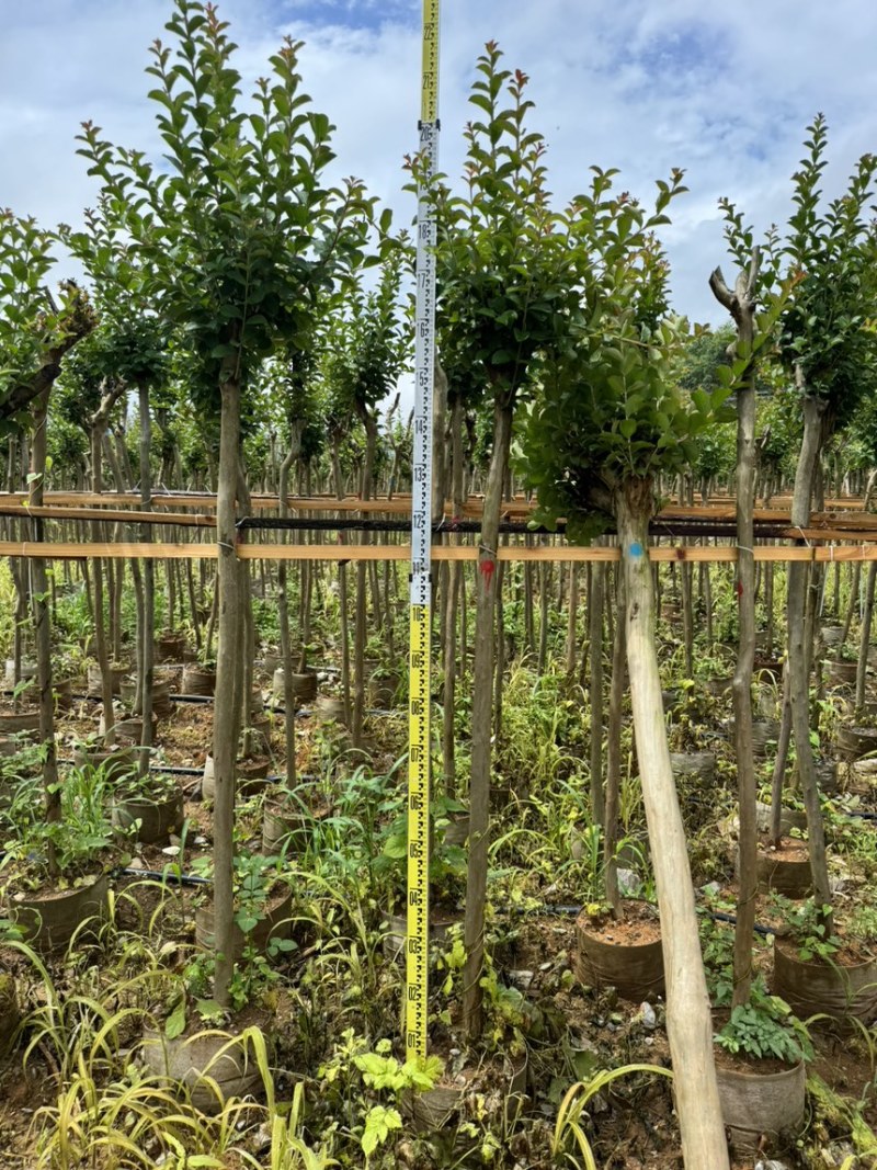 小叶紫薇袋苗基地供应三万棵3-5公分