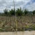 小叶紫薇袋苗基地供应三万棵3-5公分