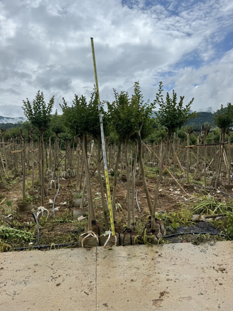 小叶紫薇袋苗基地供应三万棵3-5公分
