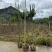 小叶紫薇袋苗基地供应三万棵3-5公分