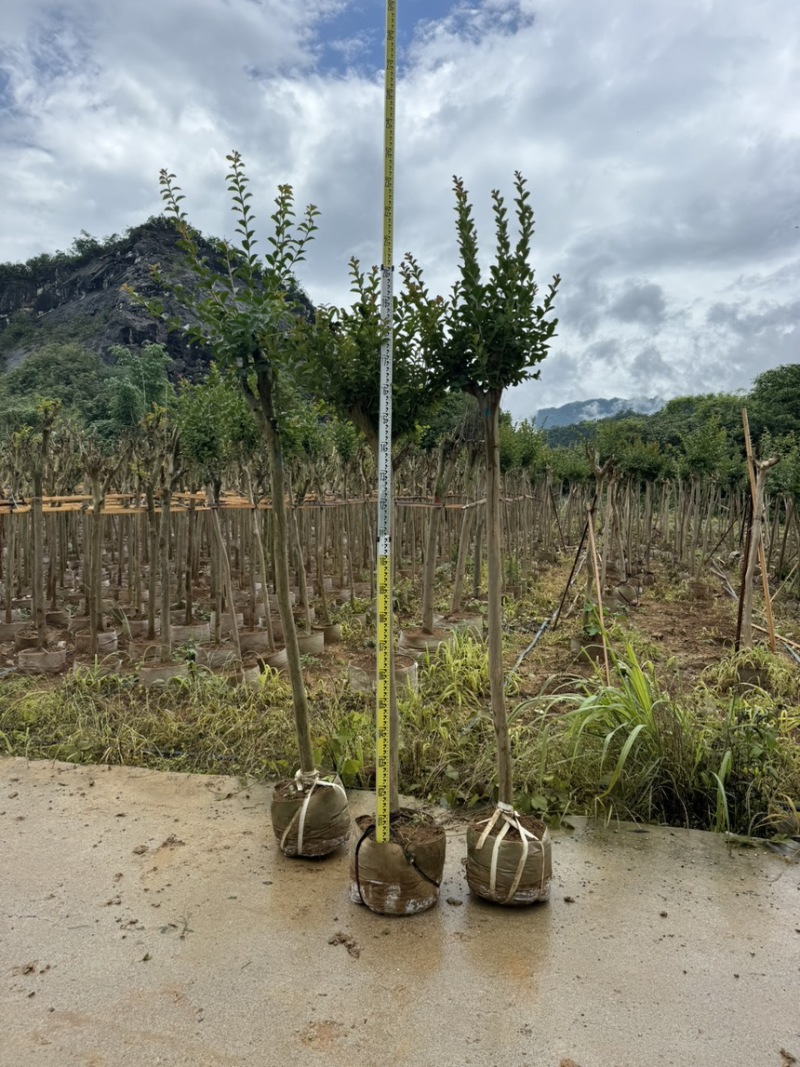 小叶紫薇袋苗基地供应三万棵3-5公分