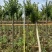 小叶紫薇袋苗基地供应三万棵3-5公分