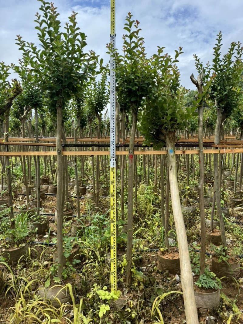 小叶紫薇袋苗基地供应三万棵3-5公分