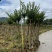 小叶紫薇袋苗基地供应三万棵3-5公分