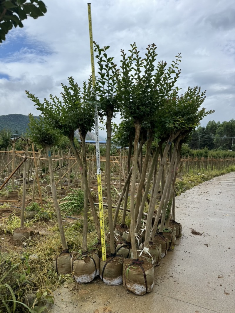 小叶紫薇袋苗基地供应三万棵3-5公分