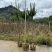 小叶紫薇袋苗基地供应三万棵3-5公分