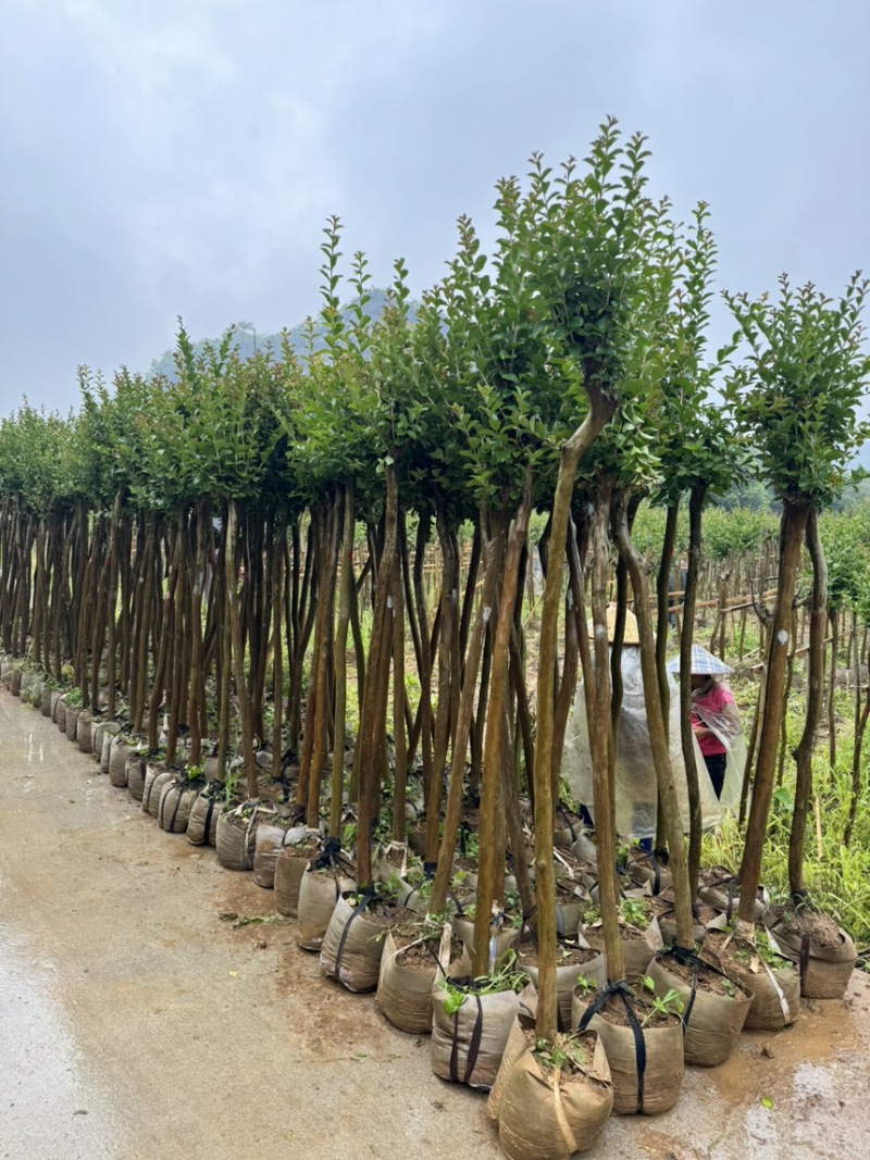 小叶紫薇袋苗基地供应三万棵3-5公分
