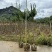 小叶紫薇袋苗基地供应三万棵3-5公分