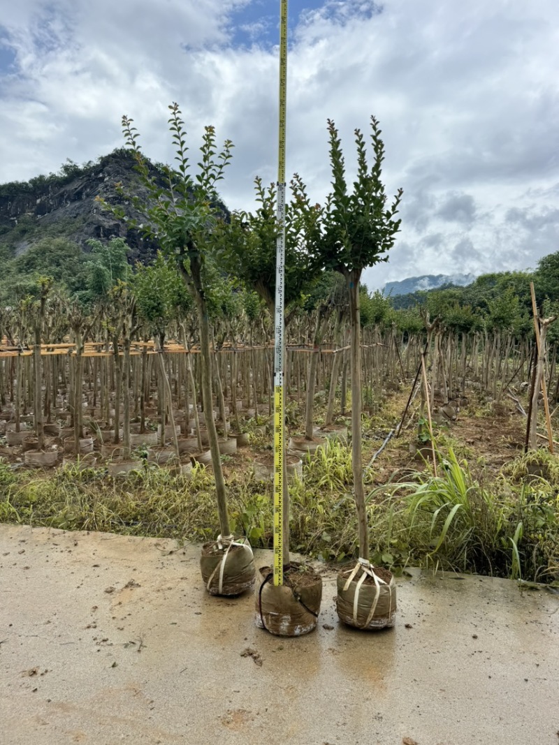 小叶紫薇袋苗基地供应三万棵3-5公分