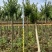 小叶紫薇袋苗基地供应三万棵3-5公分
