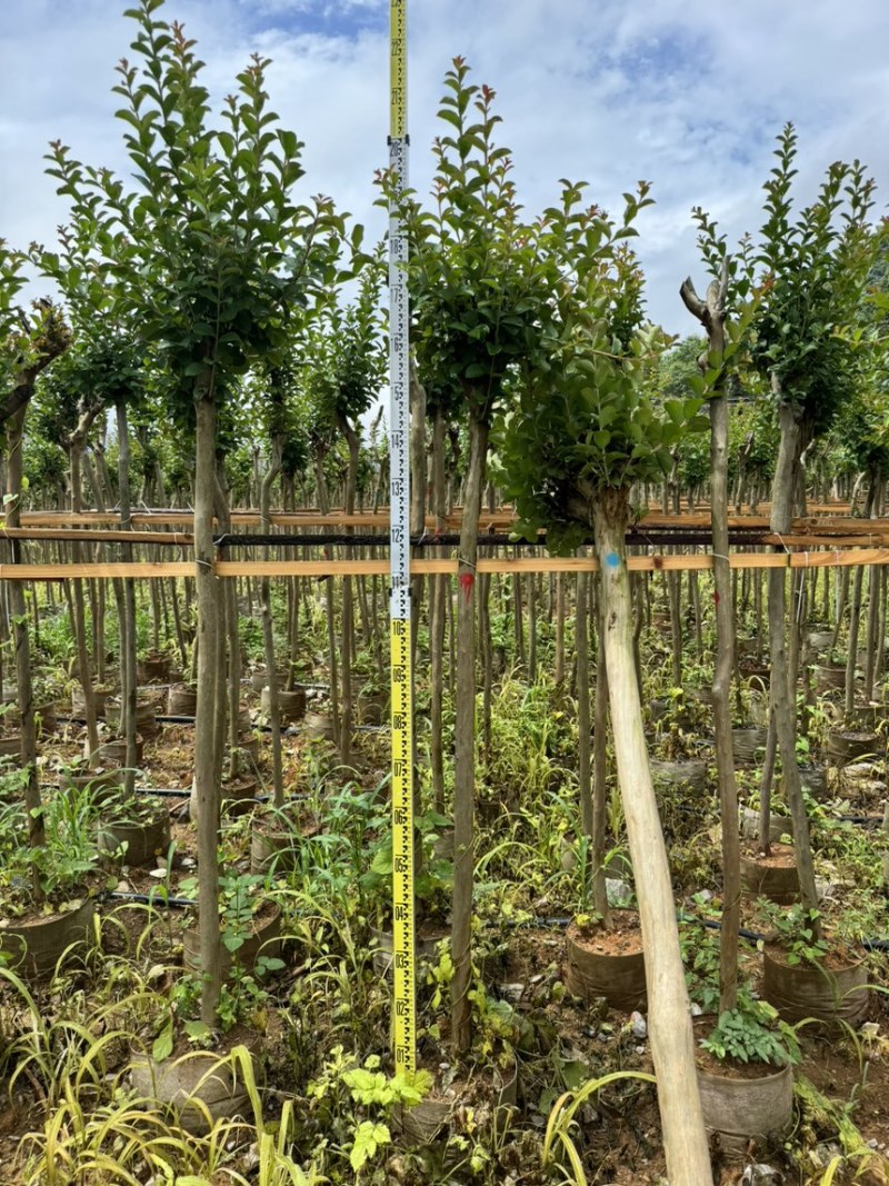 小叶紫薇袋苗基地供应三万棵3-5公分