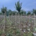 小叶紫薇袋苗基地供应三万棵3-5公分