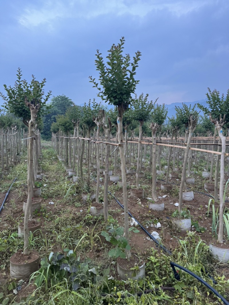 小叶紫薇袋苗基地供应三万棵3-5公分