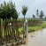 小叶紫薇袋苗基地供应三万棵3-5公分