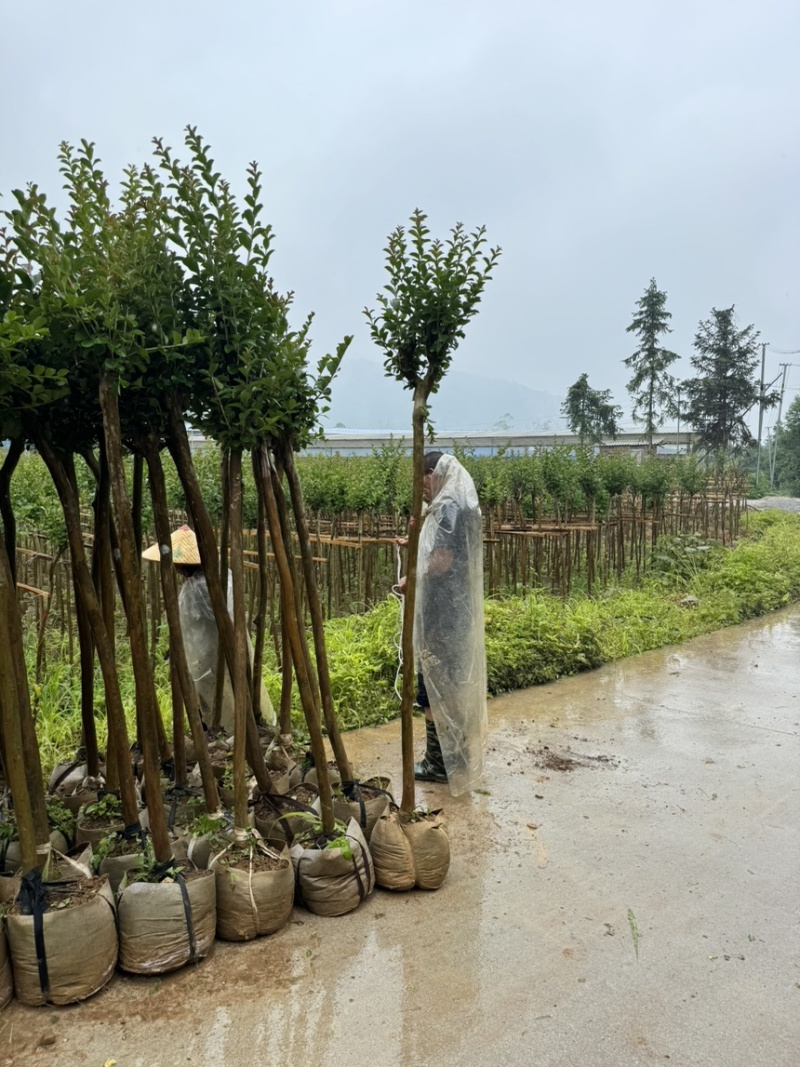 小叶紫薇袋苗基地供应三万棵3-5公分