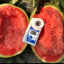 陕西甘美4k，口感酥甜，供应各大商超小糖丸/产地货源