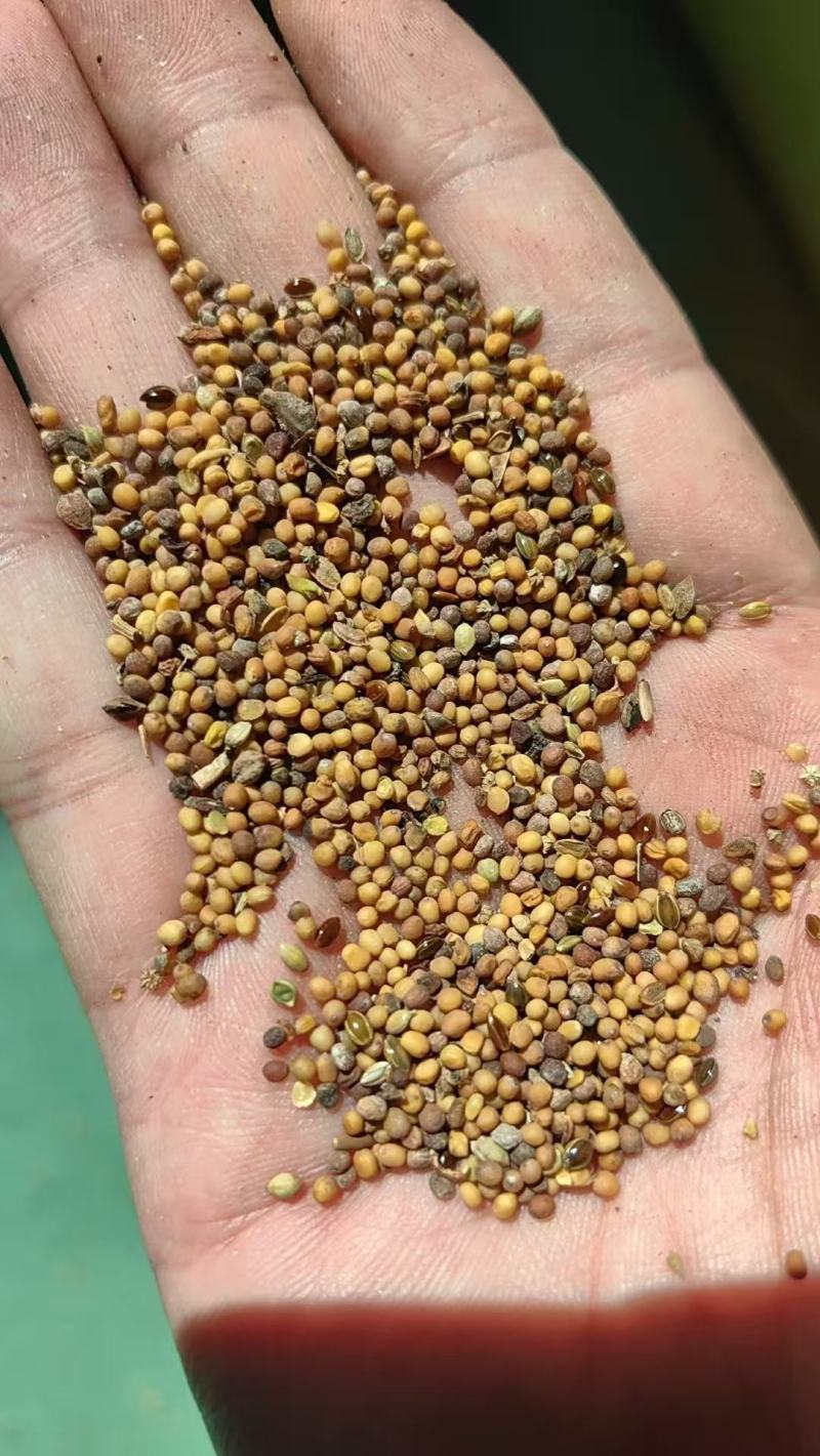 菜籽下脚料