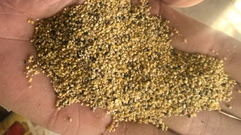 菜籽下脚料