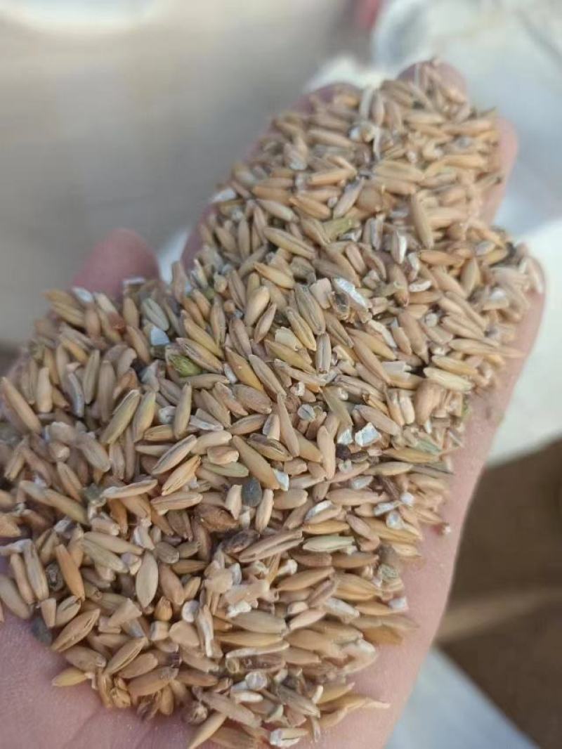 大麦