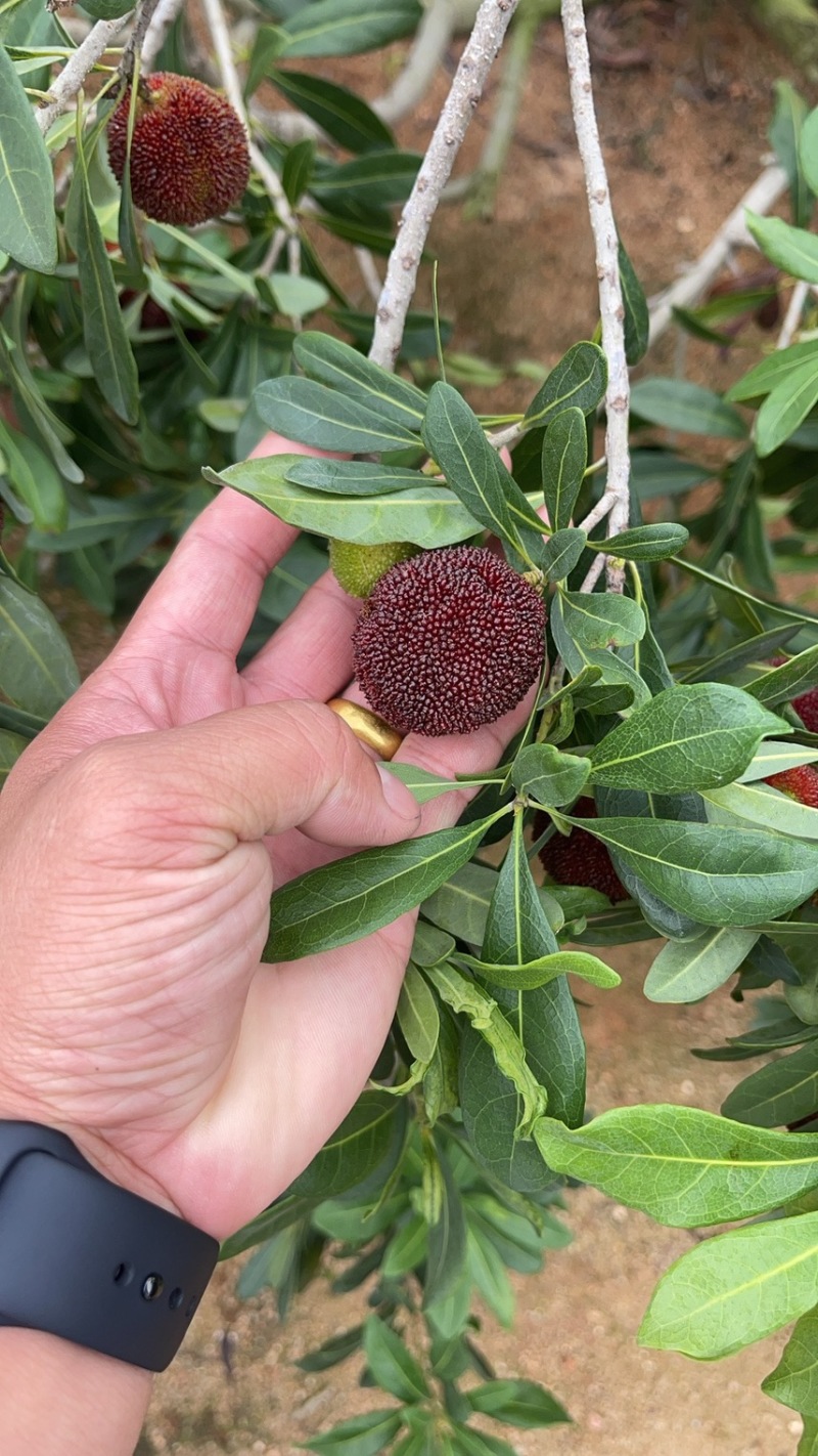 东魁杨梅