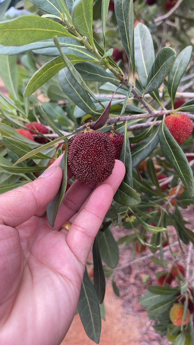 东魁杨梅
