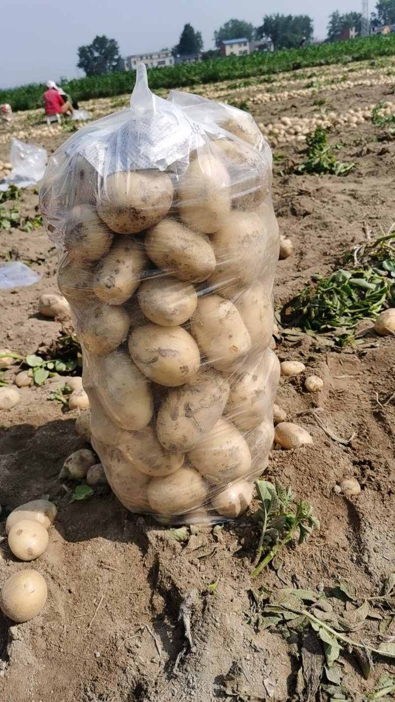 新鲜土豆黄心土豆，产地直销量大质优农家自产，品质保证