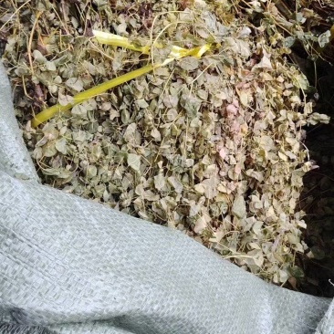 穿心草
