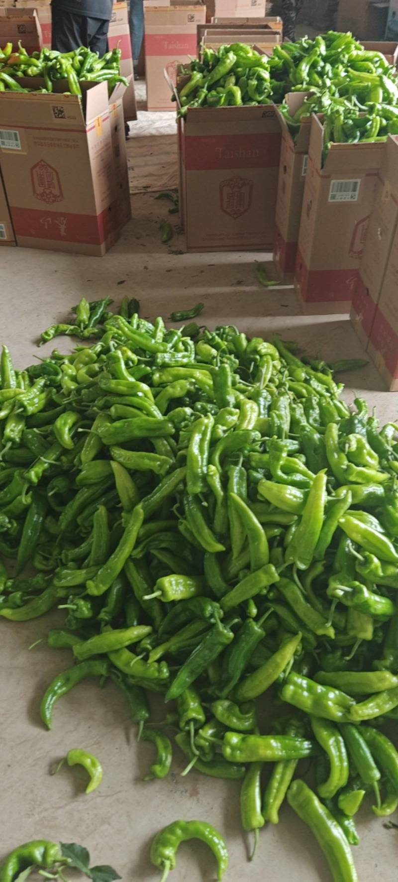 精品辣椒