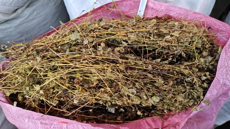 穿心草