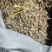 穿心草
