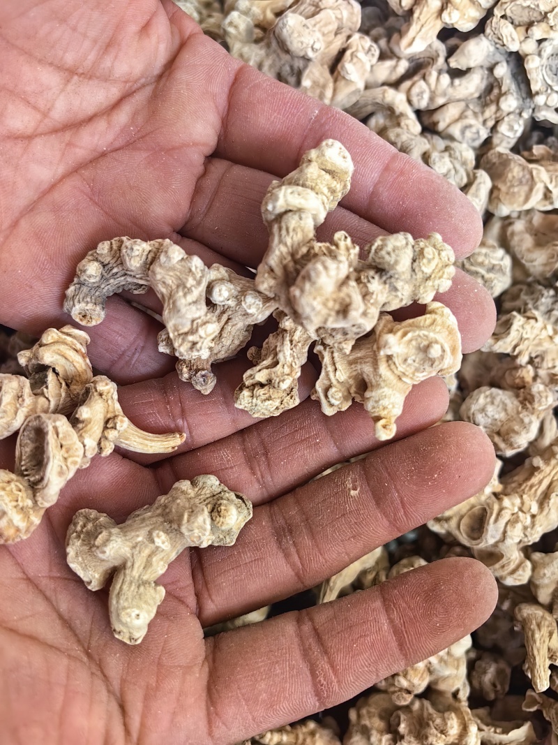竹节参批发优质竹节参规格齐全可供大货量大从优