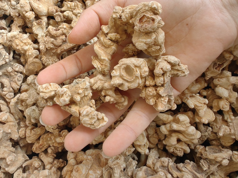 竹节参批发优质竹节参规格齐全可供大货量大从优