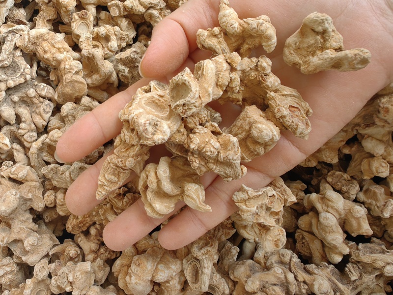 竹节参批发优质竹节参规格齐全可供大货量大从优