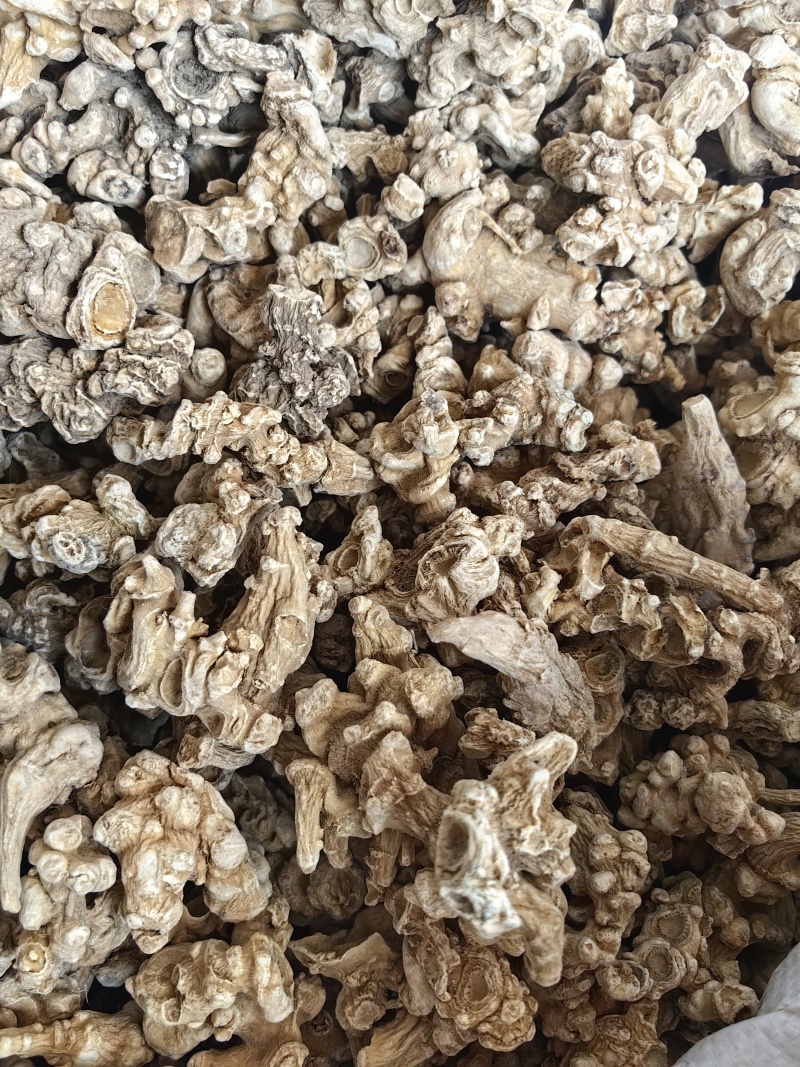 竹节参批发优质竹节参规格齐全可供大货量大从优